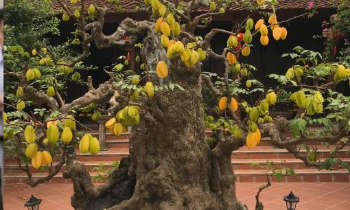 Năm 2025 rất thích hợp trồng cây khế, trồng đúng chỗ này tiền vào như nước, sung túc cả đời