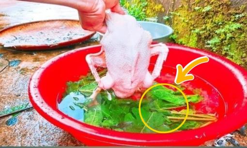 Loại lá này vò nát thả vào chậu nước giúp nhổ lông vịt siêu nhanh, không dính 1 cọng lông măng