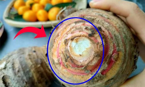 Chọn khoai sọ củ 'tròn' hay 'dài' ngon hơn? Người trồng mách mẹo '3 phải, 3 không', khoai bở tơi thơm bùi, không sượng