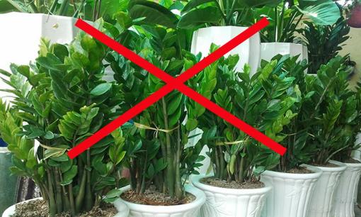 Cây kim tiền hút lộc nhưng 2 người này trồng đại kỵ, cẩn thận gặp họa