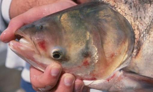 Chợ Việt bán đầy loại cá bổ ngang tổ yến, giá rất rẻ nhưng ít người ăn