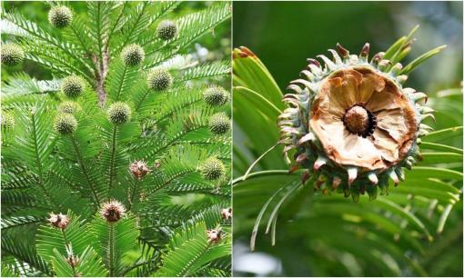 Loài cây 'hóa thạch sống' hồi sinh sau 2 triệu năm tuyệt chủng:  Quý hiếm nhất hành tinh, hiện đang được trồng ở nơi bí mật