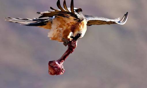 Loài chim lạ 'ăn xương' và tắm trong sắt, thà ăn xương dài 25 cm còn hơn ăn xác thối hoặc thịt tươi 