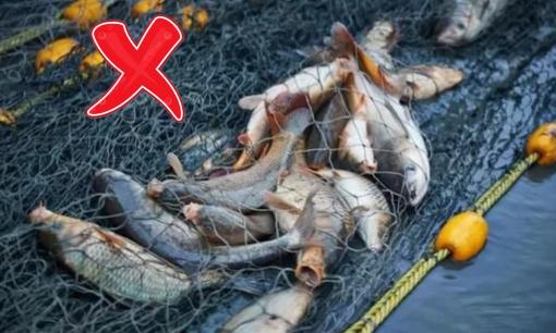 Đừng ăn 4 loại cá này nếu không muốn 'rước bệnh' vào thân, hại gan thận, nuôi tế bào ung thư, khỏe đến mấy cũng suy kiệt
