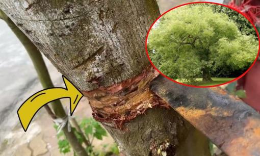 Nghèo đến mấy cũng đừng chặt hay bán 3 cây này: Càng để lâu càng tích lộc, con cháu đời đời hưởng không hết