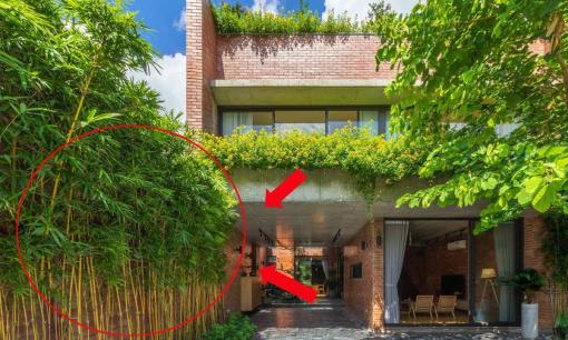 Có 3 cây nếu trồng trước nhà dễ ốm đau, khó giàu, trồng sau nhà trấn giữ của cải