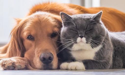 Tử vi ngày 7/3/2025 của 12 con giáp: Tuổi Tuất vận trình tươi sáng, Mão công việc không thuận lợi