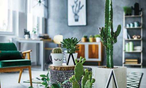 Phòng khách vượng khí, tài lộc dồi dào: Chọn ngay 3 loại cây cảnh 'năng lượng dương' này, để gia đình luôn may mắn, sung túc