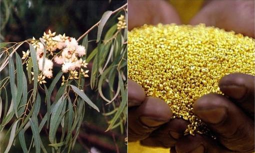 Việt Nam có loài cây ‘mọc’ ra vàng theo đúng nghĩa đen, có thể dùng để tìm kiếm mỏ vàng, được trồng nhiều ở nơi này