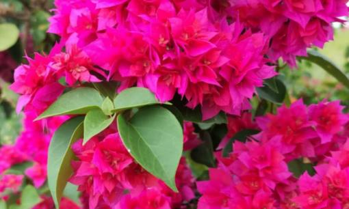 Theo phong thủy, người mệnh nào hợp trồng cây hoa giấy?