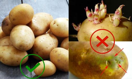 Khoai tây có dấu hiệu này tuyệt đối không nên ăn, nhẹ thì gây ngộ độc, nặng có thể dẫn đến tử vong