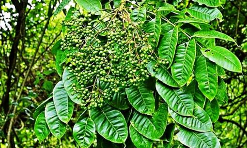 Lá bờ bụi ngày xưa giờ thành đặc sản, giá 100.000 đồng/kg, đắt hàng đến mức dân thành phố thi nhau mua