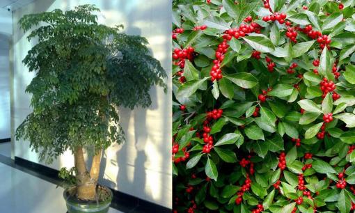 Năm mới đừng quên trồng 3 cây này, gia chủ phát tài, con cháu hưởng phú quý