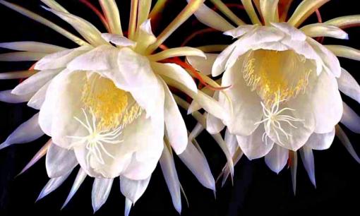 5 loài hoa quý hiếm, đắt đỏ nhất thế giới, có tiền chưa chắc mua được