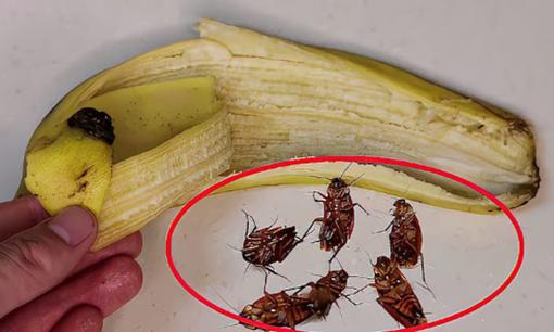 Hóa ra đây chính là điều mà loài gián sợ nhất! Đặt 'nó' trong nhà, đảm bảo sẽ không còn con gián nào xuất hiện vào mùa hè nữa