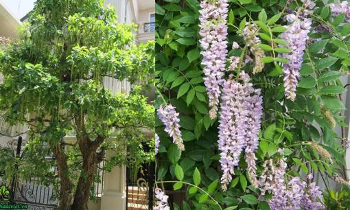 5 loại cây 'trấn trạch' mang lại giàu sang, phú quý, người xưa khuyên trồng trước cửa nhà để gia chủ phất lên