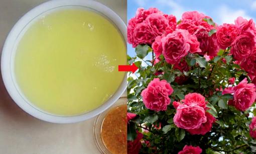 Thứ nước con người hay uống hoa hồng cũng rất thích, tưới đều cây khỏe lên nhiều mầm, ra nhiều hoa sum suê rực rỡ