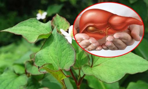 5 loại rau là 'vua' thải độc gan, chợ Việt bán đầy nhưng nhiều người không biết