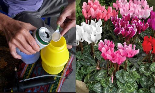 6 loại nước tưới giúp hoa bung nở, lá xanh mướt, cây phát triển thần tốc