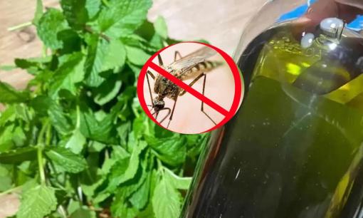Điều muỗi sợ nhất không phải là nhang muỗi mà là 4 'phương pháp tự chế' khiến chúng quay đầu bỏ chạy khi ngửi thấy mùi