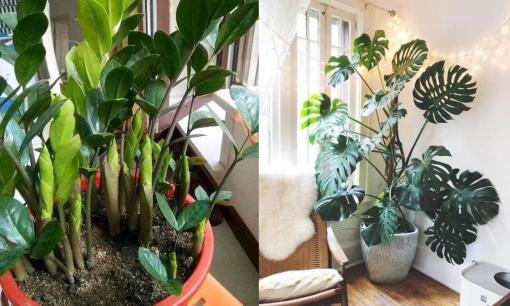 7 loại cây cảnh phát triển tươi tốt dù không có ánh sáng, đặt trong phòng khách là vượng phu ích tử