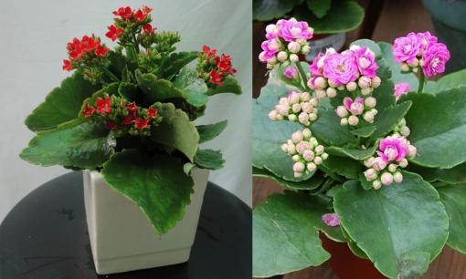 Ít người biết cây hoa bỏng có thể giúp hút tài lộc, trồng trong nhà là may mắn đủ đầy