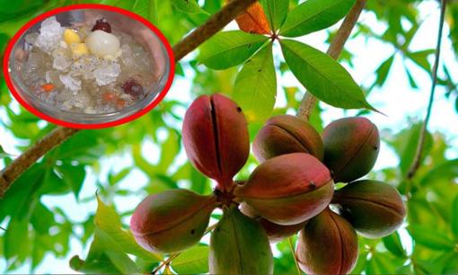 Việt Nam sở hữu loài cây thân gỗ chảy ra 'vàng lỏng', bổ dưỡng ngang tổ yến