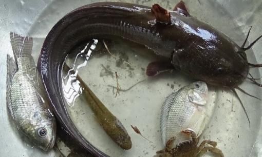 Tại sao ngày càng nhiều người không ăn cá trê dù nhiều thịt ít xương, có phải do chúng 'bẩn'? 