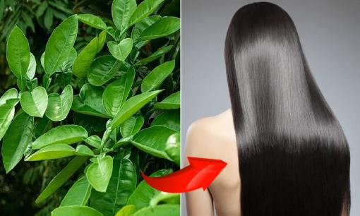 Người Việt có loại lá chống rụng tóc, giúp tóc chắc khỏe, mọc nhanh, hỗ trợ điều trị nhiều bệnh nhưng ít ai để ý