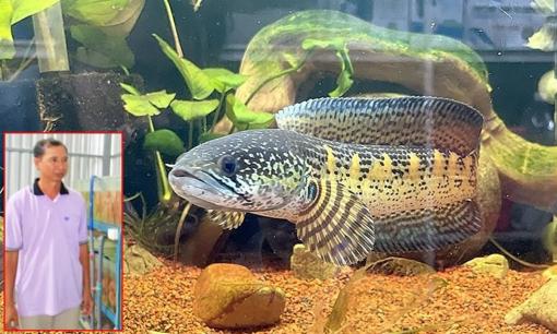 Ông nông dân bỗng chốc giàu sụ, đổi đời nhờ nuôi loài cá cảnh 'độc lạ', thu 3 tỷ đồng/năm