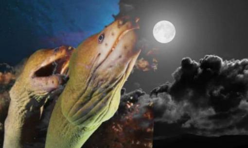  Dân gian có câu: 'Nghèo đến đâu cũng đừng ăn lươn trông trăng', vậy lươn trông trăng là gì?