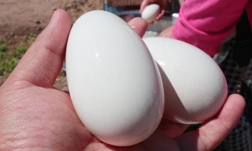 Người xưa nói: 'Ăn trứng ngỗng vào mùa xuân, cả năm không đau đầu', có đúng không? Ai không nên ăn trứng ngỗng? Gợi ý cách chế biến ngon và dễ tiêu hóa