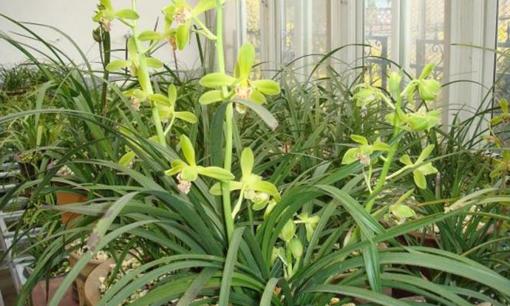 Để trồng hoa lan hồ điệp vào mùa xuân, hãy nhớ 4 'mẹo' này để chúng phát triển mạnh mẽ và nở hoa nhiều hơn