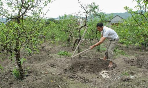 Người dân ở một thôn tại Thanh Hoá phất lên làm giàu nhờ trồng loại cây có thu nhập gấp 10 lần trồng lúa