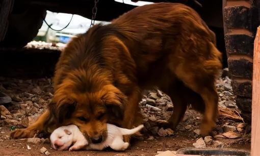 Sau nhiều năm nuôi chó, cuối cùng tôi đã hiểu rằng khi chó mẹ 'ngậm con' mang đến cho bạn, thì không phải vì nó tin tưởng bạn! Đừng vội cảm động