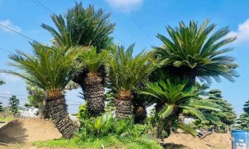 1 loài cây tại Việt Nam xuất hiện trước cả khủng long, là ‘vua’ của mọi cây cảnh, đang đối mặt với nguy cơ tuyệt chủng 