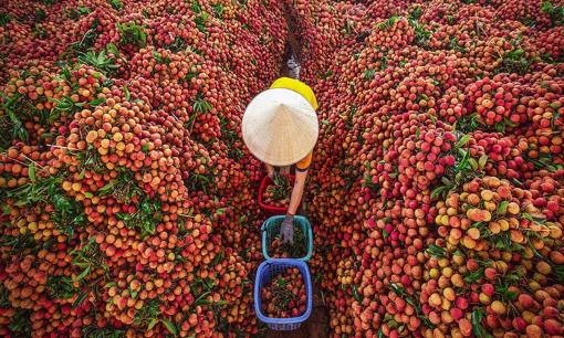 Vải thiều Lục Ngạn, bánh cáy Thái Bình, phở bò Nam Định... sẽ được gọi thế nào sau khi sáp nhập tỉnh?