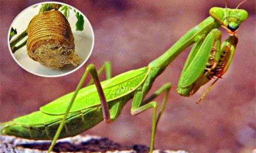 Tổ một loài côn trùng 'quý như vàng', là thuốc quý giá trong Đông y, có mặt khắp nơi ở Việt Nam