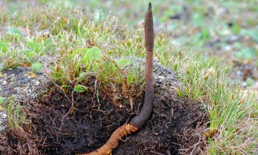 Việt Nam có loại 'cỏ dại' đắt ngang 1 căn chung cư, giá lên đến 2,2 tỷ đồng/kg, nông dân trồng kiếm tiền tỷ