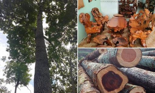 'Kỳ mộc' cực kỳ quý hiếm: Được coi như 'báu vật' với giá trị đắt hơn vàng, cả Việt Nam chỉ còn vài chục cây