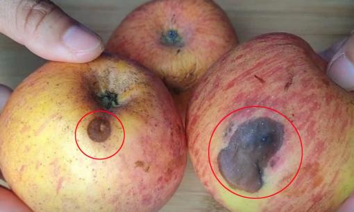 Nhiều người thường cắt bỏ phần hỏng trên quả táo để ăn tiếp phần ngon, liệu điều này có thực sự tốt?