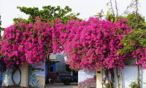 Trồng hoa giấy trong nhà bị coi là điều đại kỵ vì sao?