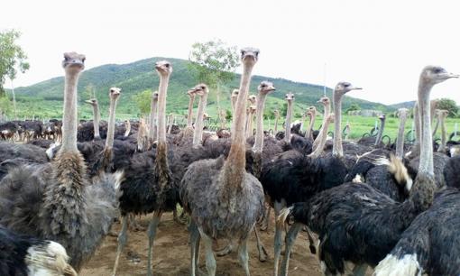 Chị nông dân trẻ nuôi con vật khổng lồ, mắn đẻ, nhẹ nhàng đút túi 5 tỷ đồng/năm 