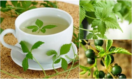 Loại cỏ hoang trên núi Việt Nam được ví như ‘nhân sâm phương Nam’, tốt gấp 8 lần trà xanh, có khả năng chống oxy hóa vượt trội