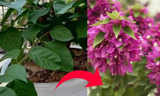 Hoa giấy mãi không nở chỉ toàn lá rất có thể là cây 'đực' và đây là mẹo giúp bạn khắc phục hiệu quả