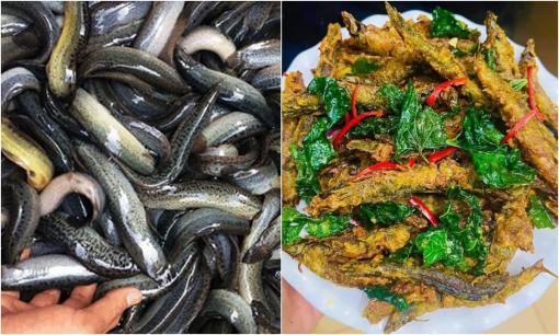 Loài cá được ví như 'nhân sâm nước', thường gặp nhiều ngoài chợ, cực kỳ bổ dưỡng, rất tốt cho sức khỏe đàn ông