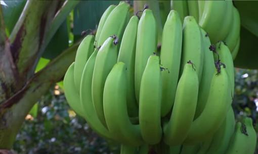 Ăn chuối xanh có tác dụng gì?