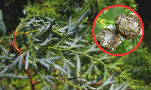 Loại gỗ quý hiếm bậc nhất, thế giới chỉ có 2 quốc gia sở hữu trong đó có Việt Nam, giá cả đắt đỏ, có tiền cũng không mua được