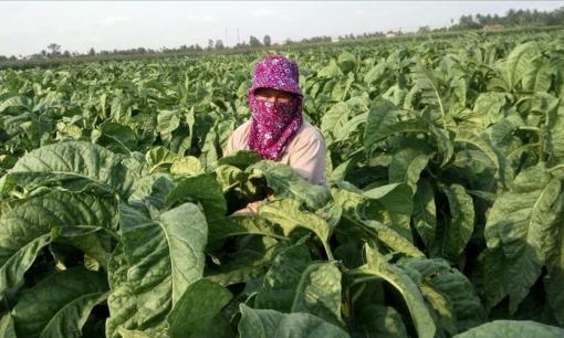 Trồng loại cây 'say như điếu đổ', nông dân Hải Phòng kiếm bộn tiền khi giá bán chạm ngưỡng 2 triệu đồng/kg
