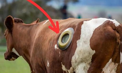 Tại sao bò ở Mỹ lại có lỗ lớn trên cơ thể?